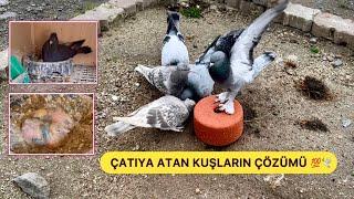 ÇATIYA ATAN “DAMCI”KUŞLARIN ÇÖZÜMÜ & ARAP BABA YAVRUSU BAKICILARA - Taklacı Güvercin Oyunkuşu