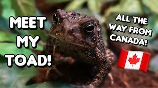 Unboxing My American Toad!!