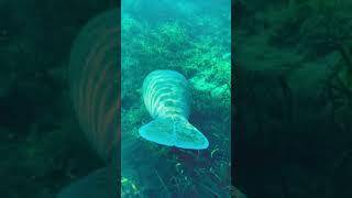 Winter here is unmatched  #getupandgokayaking #manatee #manateeseason #florida #wild