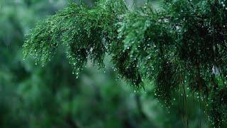 Rains Sounds for Relaxing, Focus or Deep Sleep | Nature White Noise | 10 Hour Video