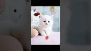 kitten cat #cat lovers #HAMZA AND KHADIJA 