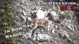 ELK OBSESSION EP3: WY ARCHERY ELK (Lion in bow range!)