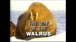 Wildlife Chronicles: The Way of the Walrus (full documentary)