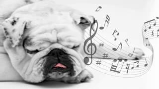 the best music to relax and sleep your dog - improve separation anxiety from the dog 