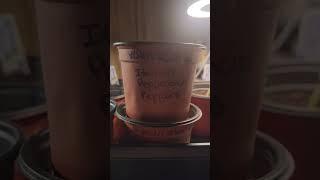 Peppers Update - #survivalseeds2024 @vineyardchickshomestead @LAZYDAYZAHEAD @BushcraftFamily