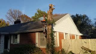 Removed Nuisance Red Cedar Tree, November 2024