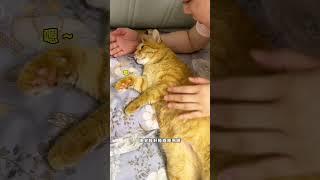 【#猫咪叫不苦】哄猫睡觉,易如反掌 易如反掌啊~ #萌宠出道计划 #万物可爱计划 #宅家治愈记