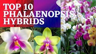 Top 10 phalaenopsis hybrids | hanging phalaenopsis | #beautifulorchids | #orchidflower | #flowers