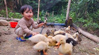 Mouse traps, using banana trees as food for ducks, single father's daily life