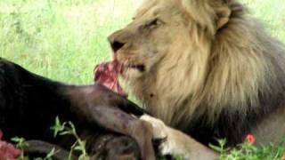 Lion's breakfast - Entabeni Safari - South Africa