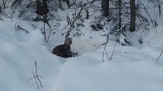 FIRST FUR: Success in the snow!