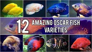 TOP 12- Amazing Oscar Fish Varieties |Videos|