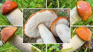 Rotkappe Verwechslung | Weißstielige Rotkappe, Espenrotkappe | Leccinum leucopodium, albostipitatum