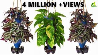 Plants Growing In Plastic Bottles/ bottle Planter/Recycle plastic Bottle Into Planter/ORGANIC GARDEN