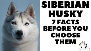 Before you buy a dog - HUSKY - 7 facts to consider!  DogCastTV!