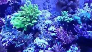 Coralust Reef Solutions Display Tank Introduction