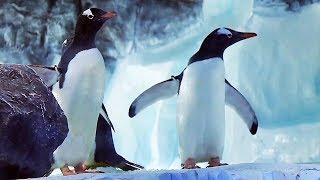 Penguin Exhibit at Sea Life Paris Aquarium in Val d'Europe - l’île des Manchots