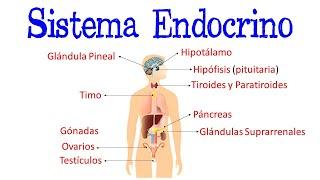  Sistema Endocrino / Glándulas / Hormonas  [Fácil y Rápido] | BIOLOGÍA |