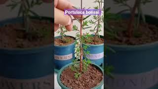 how to make portulaca plants bonsai #gardening # portulaca # flower # summer flowering