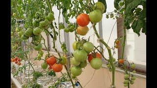 Commercial Hydroponics Farming in Pakistan-Pros & Cons of Polyethylene and Polycarbonate Greenhouses