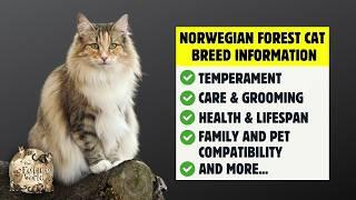 Norwegian Forest Cat 101: Everything You Need To Know - Is It the Right Cat for You?