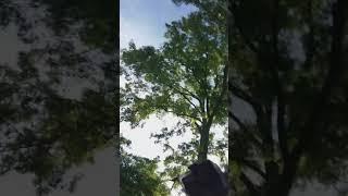 PART ONE OF WHAT NEW FOR THE  VEGETABLE GARDEN  THIS SUMMER OF 2019
