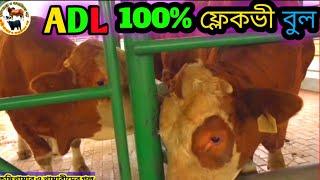 ADLফ্লেকভী ষাড়ের বীজের বাচ্চা ও বুলের ভিডিও️‍ADLফ্লেকভী বুল নাম্বারADL fleckvi bulk semen of ADL