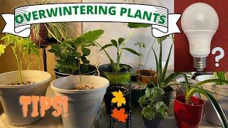 Tips for Overwintering Plants II Jersey Gardening