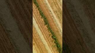 Spring fields of Sharon | Shostakovich – String Quartet No. 5, Op. 83 II. Molto vivace | #israel