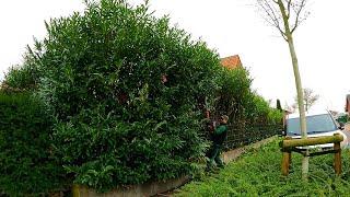 The Homeowner RECEIVED A WARNING and asked me to cut his OVERGROWN laurel hedge down IMMEDIATELY