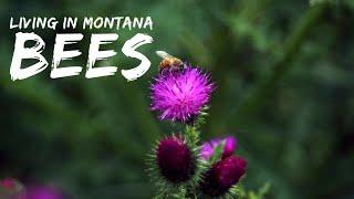 Bees in Montana