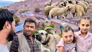 KÖPEĞİ ÇÖZ SANA BİR KUZU HEDİYE !!! YENİ DAĞLIÇ KUZULAR ALDIK / DAĞLARDA YAŞAYANLAR /100 YILLIK EMEK