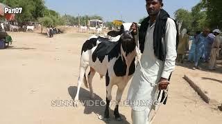 Today Domail Mandi Fatehjang Rate’s update`20Sep2024-Part07Sunny Video Fateh Jang Cow Mandi 2024