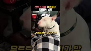 천둥 소리를 처음 들은 동물들의 반응 #동물 #강아지 #올빼미 #다람쥐