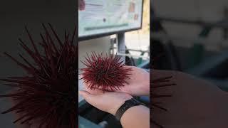 Red Sea Urchin Aquaculture - Telonicher Marine Lab  #seaurchin #uni #echinodermata