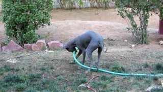 Xolo helping with the garden...well, sort of...