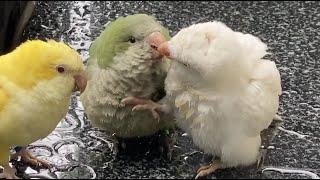 Quaker parrots showering in the rain | JC 002