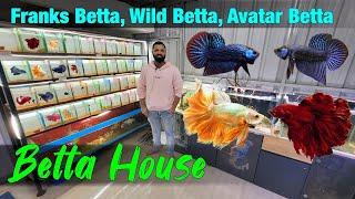 Exotic Betta I Avatar Betta I Franks Betta I Wild Betta in Betta House