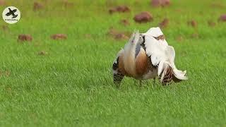 Great bustard - Otis tarda