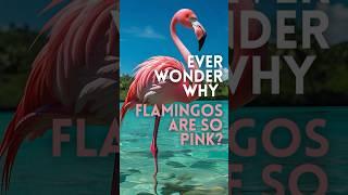 Flamingos are not Pink as you see