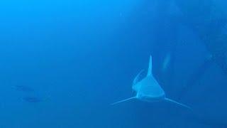 Ocearch finds thriving oil rig ecosystem in Gulf of Mexico