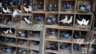 Tutu Da Madrasi ( Chennai ) Pigeon Loft Visit at Andul Howrah ( 2024 ) -  7908657046