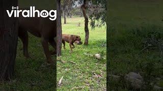 When Your Dog Is Part Beaver || ViralHog