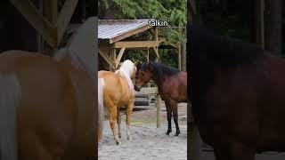 These Horses Do It All!  
