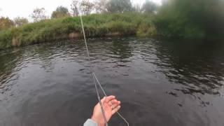 Kamchatka fly fishing - more mousing August 2016