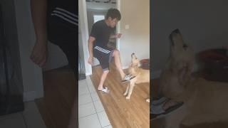 Doggo learns to sing