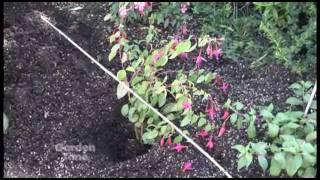 Planting hardy fuchsias