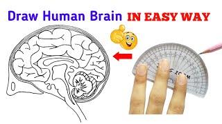 how to draw human brain | how to draw diagram of human brain class 10 | human brain