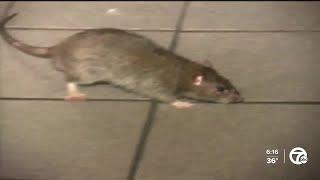 City of Dearborn and Orkin now using rat poison in sanitary sewers