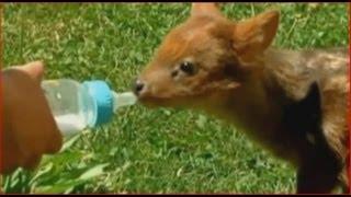 Pudu, the tiniest deer in the world rescued in Chile